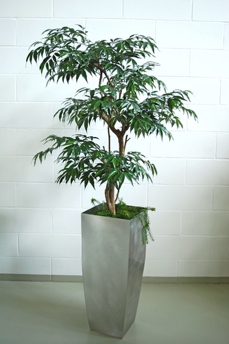 Myrsifolia Multistep 180 cm Green